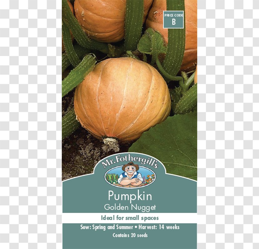 Pumpkin Winter Squash Calabaza Cucurbita Maxima Gourd - Microgreen Transparent PNG