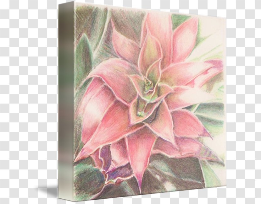 Still Life Photography Watercolor Painting Flowering Plant - Cactaceae Transparent PNG