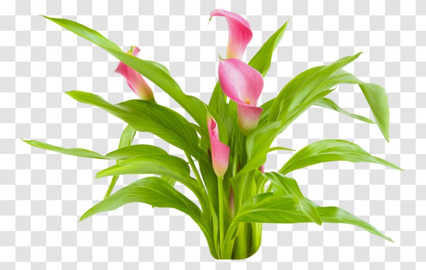 Arum-lily Cut Flowers Plant Computer Programming - Flowerpot - Pink Calla Lily Transparent PNG
