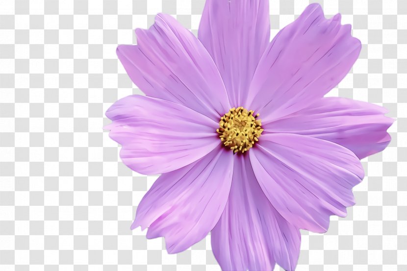 Lavender - Daisy Family Transparent PNG
