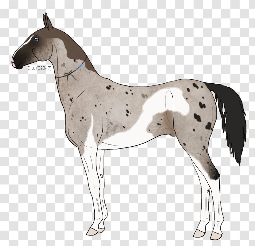 Mule Foal Stallion Mare Colt - Halter - Mustang Transparent PNG