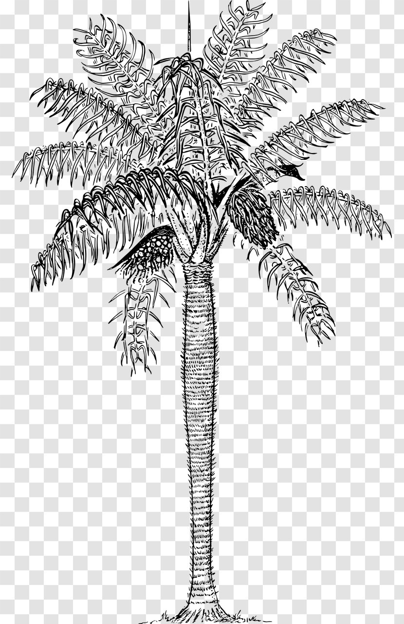 Arecaceae T-shirt Clip Art - Black And White Transparent PNG