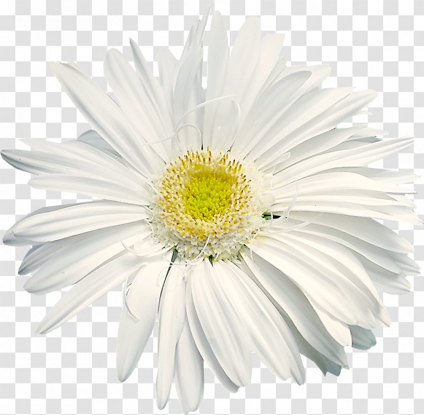 Shasta Daisy Flower Common Sticker Wall Decal - Yellow - Camomile Transparent PNG