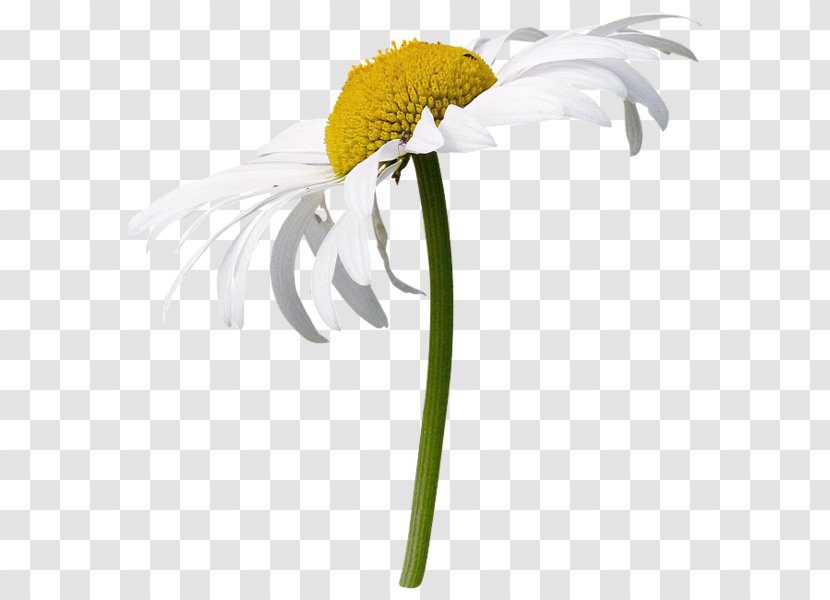 Flower German Chamomile Internet Day Of Russian Family And Love Clip Art - Blossom - Camomile Transparent PNG
