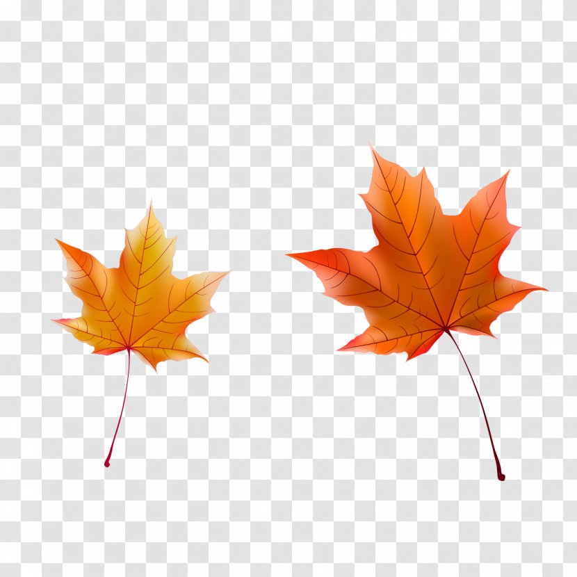 Maple Leaf Autumn - Tree - Sunshine Decorative Elements Transparent PNG