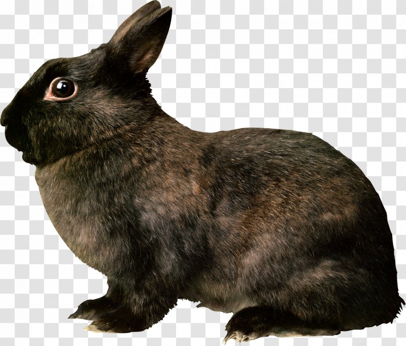 Domestic Rabbit Hare Rodent Transparent PNG