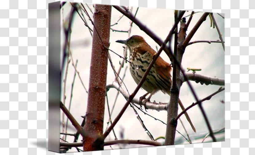Wren Finches American Sparrows Cuckoos - Bird - Sparrow Transparent PNG