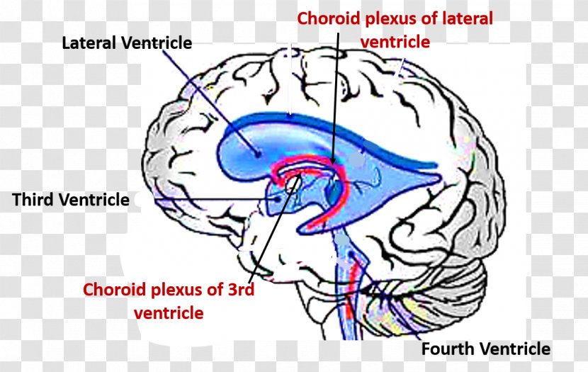 Ventricular System Choroid Plexus Brain Fourth Ventricle Lateral Ventricles - Frame Transparent PNG