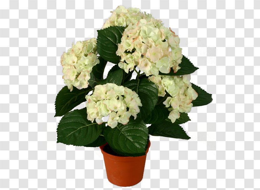 Hydrangea Flowerpot Houseplant - Cornales - Hortensia Transparent PNG