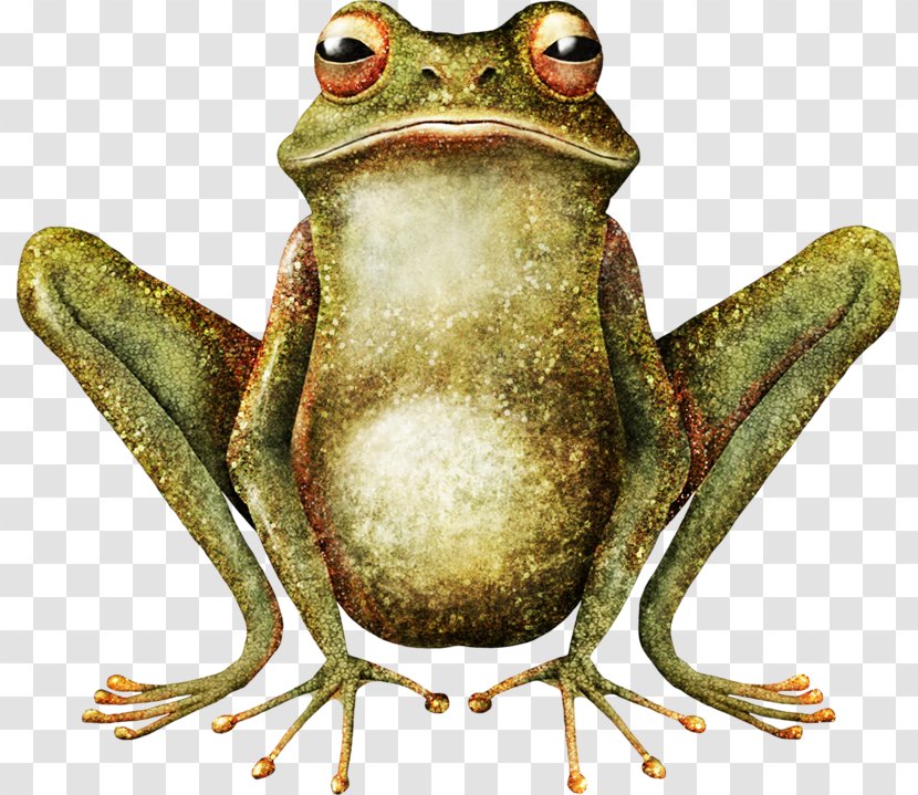 Frog And Toad Illustrator Art - Bullfrog Transparent PNG