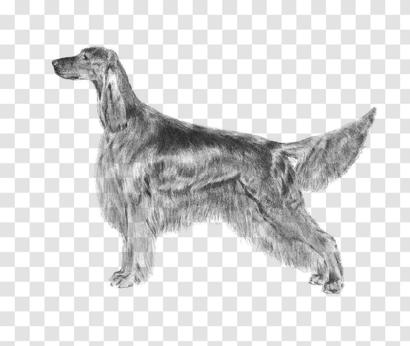 English Setter Dog Breed Irish Golden Retriever - Carnivoran Transparent PNG