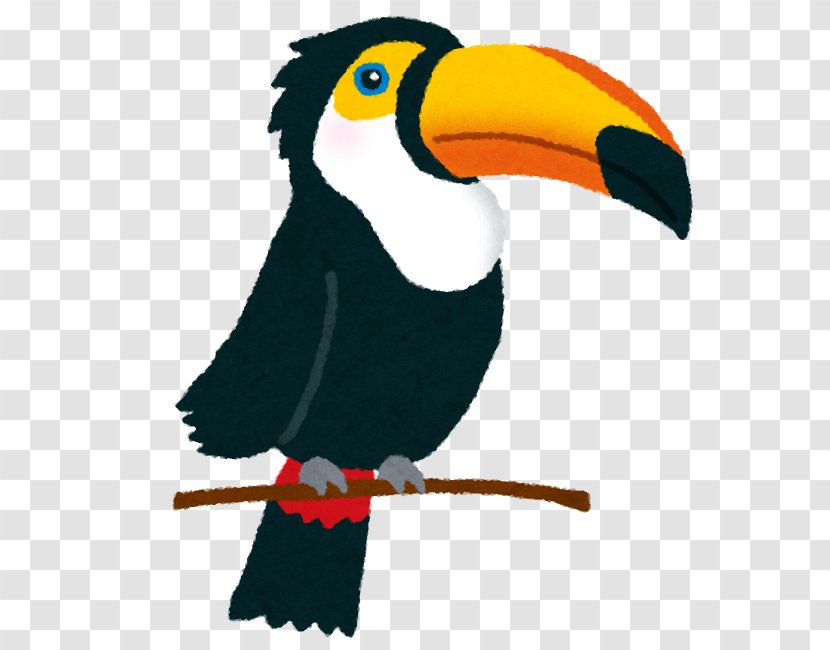 Bird Toco Toucan Parrot Beak - Hornbill Transparent PNG
