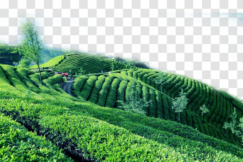 The Classic Of Tea Garden Yum Cha - Hill Station - Green Border Texture Transparent PNG