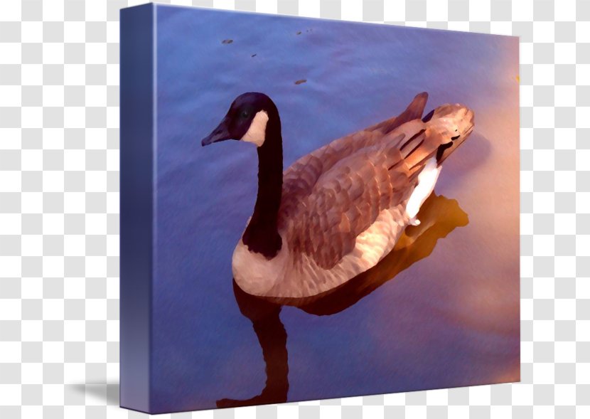 Duck Goose Fauna Feather Beak - Water Bird - Long Neck Transparent PNG