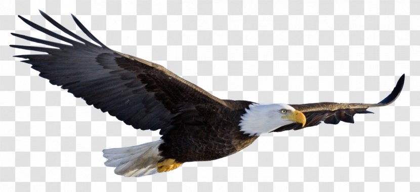 Bald Eagle Desktop Wallpaper Clip Art - Golden - Bird Transparent PNG