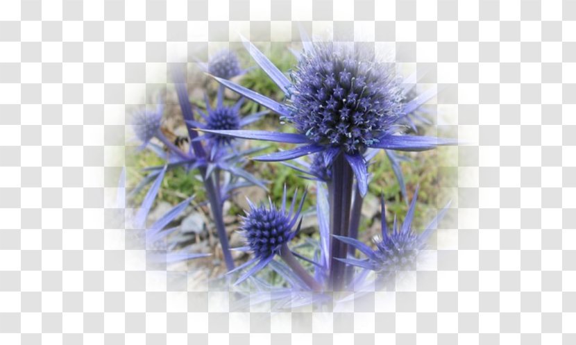 Eryngium Alpinum Thistle Knapweeds Flower Onopordum Acanthium - Echinops Transparent PNG