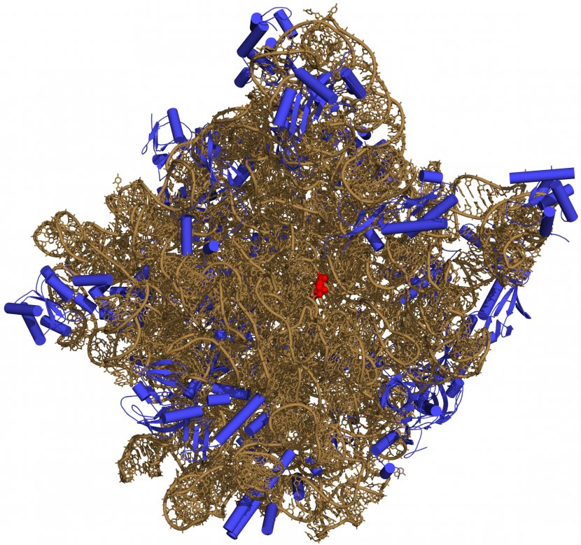 Ribosome Peptidyl Transferase Ribosomal RNA Prokaryotic Large Subunit - Amino Acid - 50 Transparent PNG