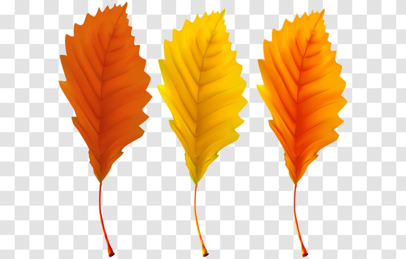 Fall - Postscript - Petal Transparent PNG