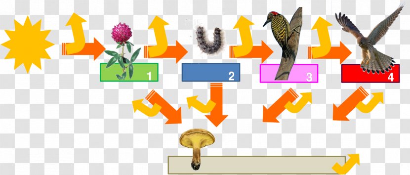 Trophic Level Food Chain Web Energy Ecology - Struktura Ekosystemu Transparent PNG