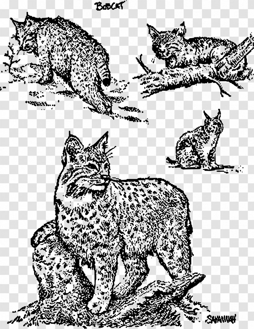Whiskers Wildcat Bobcat Clip Art - Drawing - Cat Transparent PNG