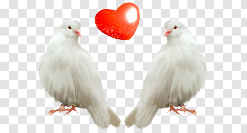 Columbidae Domestic Pigeon Bird - Chicken Transparent PNG