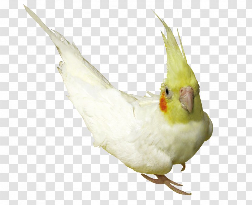 Cockatiel Lovebird Parrot Budgerigar - Pet - Kind Transparent PNG
