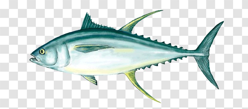 Yellowfin Tuna Fishing Fish As Food Poke - Mackerel - Ahi Clipart Transparent PNG