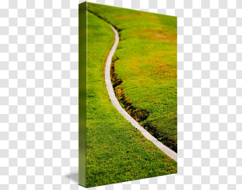 Lawn Meadow Landscape Grasses Family - Country Road Transparent PNG