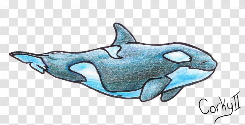 Common Bottlenose Dolphin Killer Whale Illustration Drawing Transparent PNG