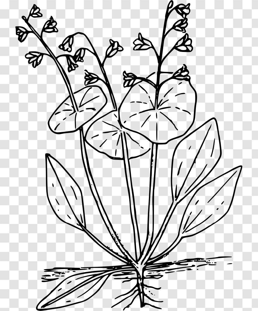 Coloring Book Miner's Lettuce Drawing Clip Art - Vegetable - Winter Purslane Png Claytonia Perfoliata Transparent PNG