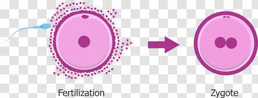 Zygote Fertilisation Egg Cell Embryo Gamete - Silhouette - Pregnancy Transparent PNG
