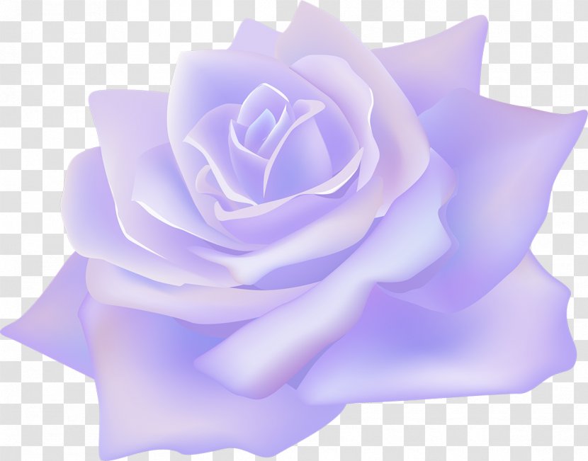 Beach Rose Rosaceae Blue Centifolia Roses Flower - Purple - Lilac Transparent PNG