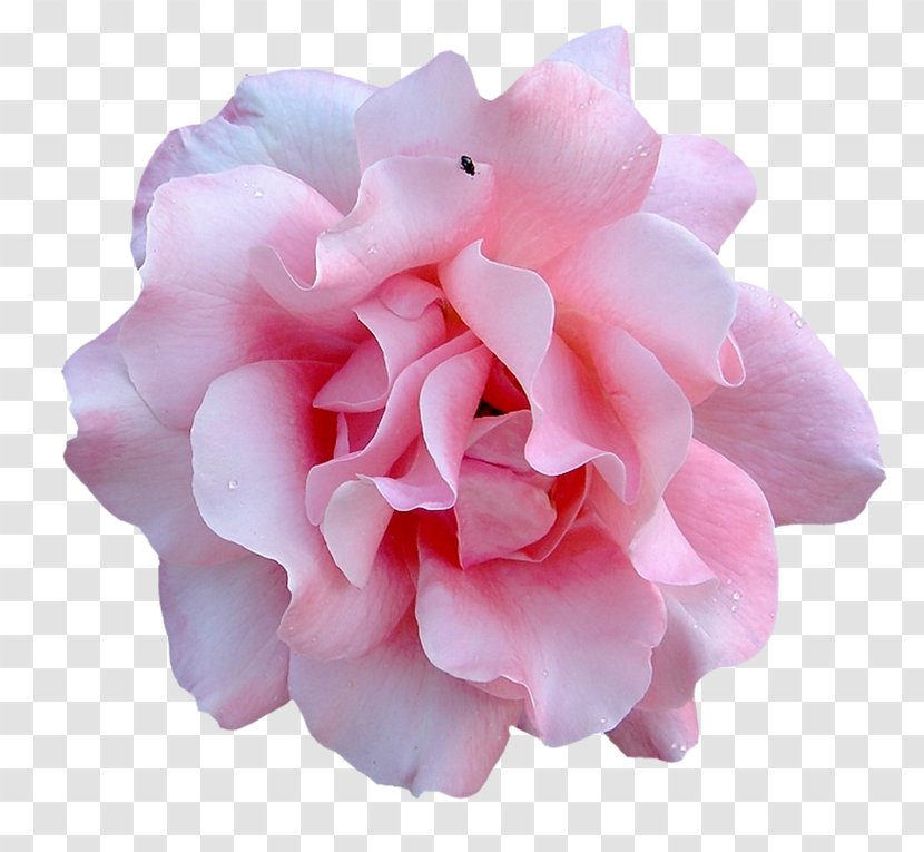 Garden Roses Flower Design Watercolor Painting - Plant - Pink Floral Decoration Transparent PNG