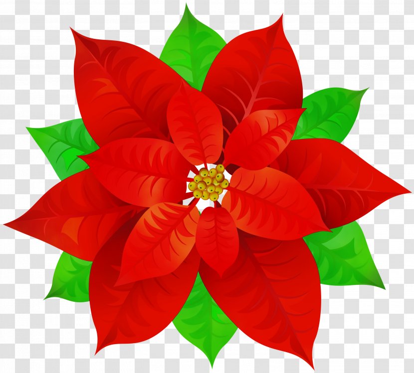 Christmas Poinsettia - Ornament - Plant Leaf Transparent PNG