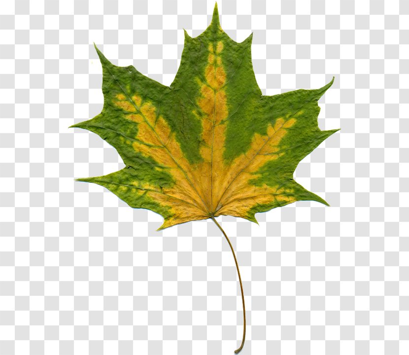 Autumn Leaves Leaf Clip Art - Maple Background Transparent PNG