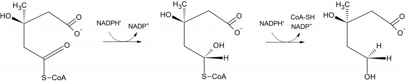 Simvastatin HMG-CoA Reductase - Silhouette - Heart Transparent PNG