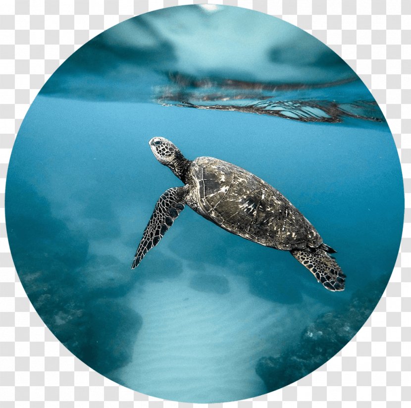 Green Sea Turtle Coral - Blue Planet Ii - Bali Transparent PNG