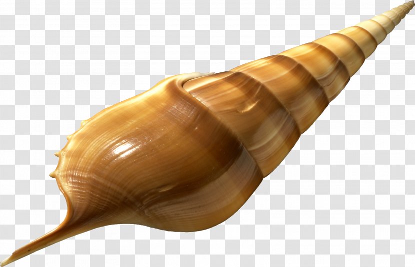 Conch Sea Snail Musical Instrument Lymnaeidae - Shankha Wind Transparent PNG
