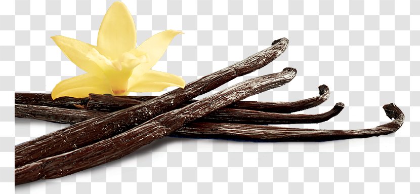 Ganache Vanillekipferl Vanilla Spice Pod Transparent PNG