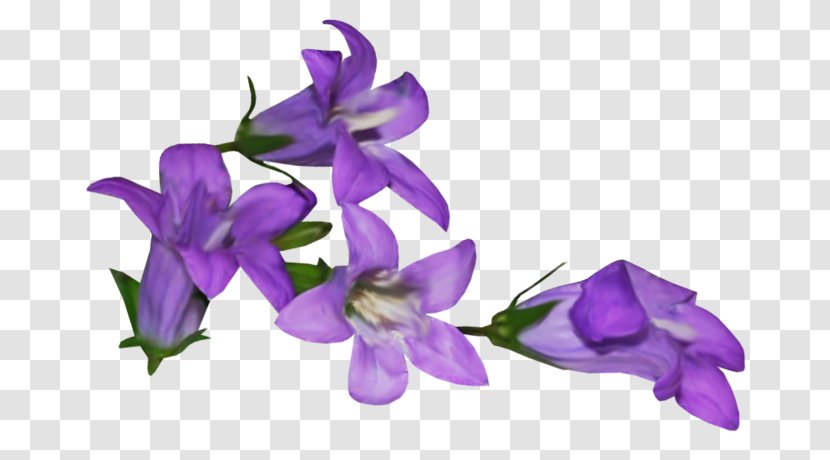 Violet Flower Mauve Clip Art - De Transparent PNG