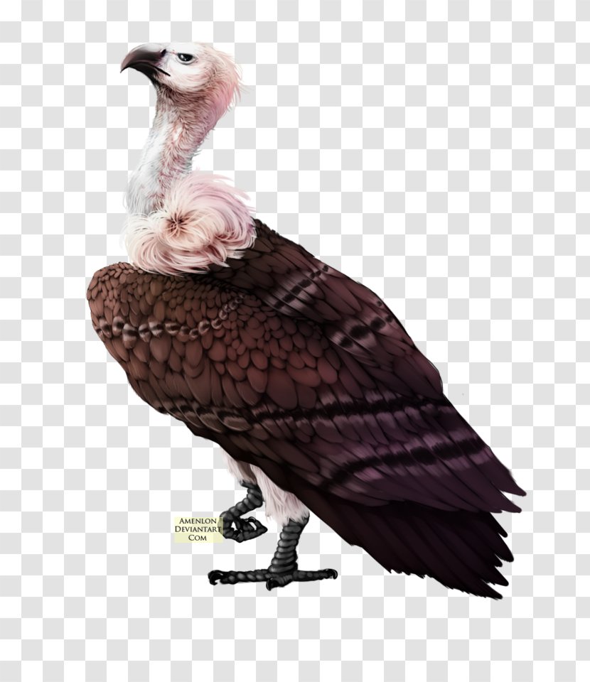 Bird Turkey Vulture - Drawing Hair Transparent PNG