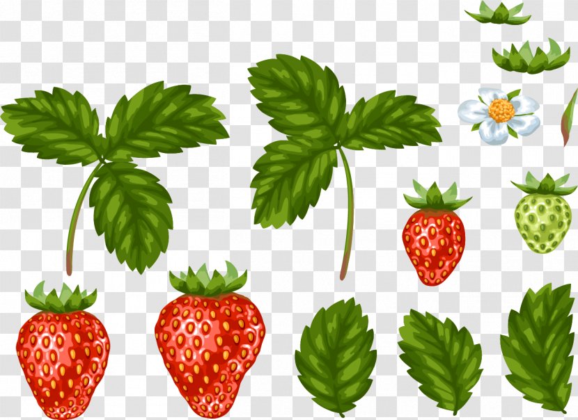 Strawberry Leaf Food - Plant - Hand Painted With Leaves Transparent PNG