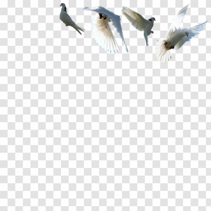 Rock Dove Bird Columbidae Feather - Blog - Pigeons Transparent PNG