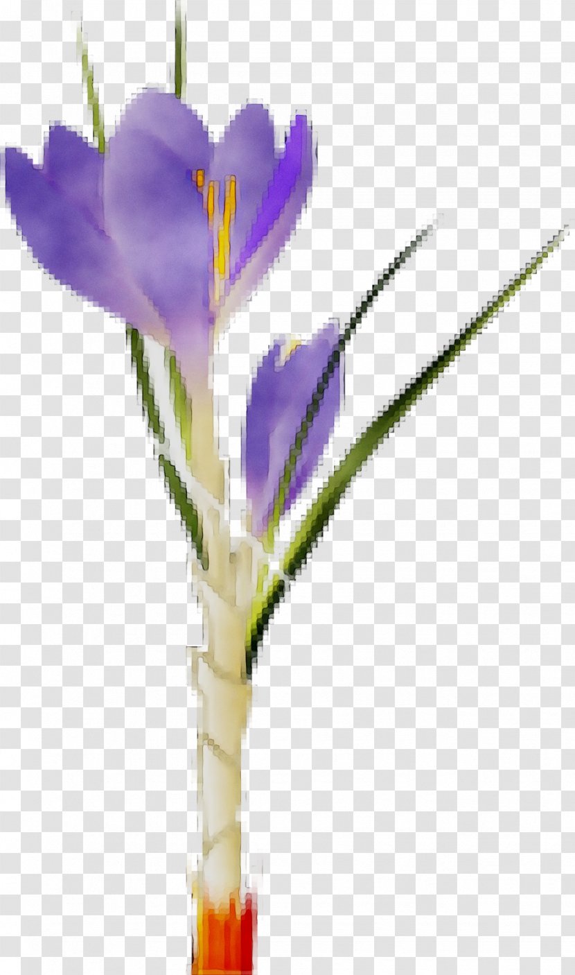 Crocus Floristry Cut Flowers Plant Stem - Petal Transparent PNG