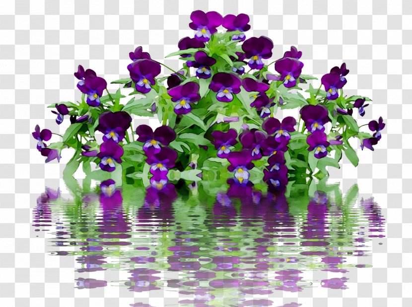 Annual Plant Violet Pansy Plants Flowering - Groundcover Transparent PNG