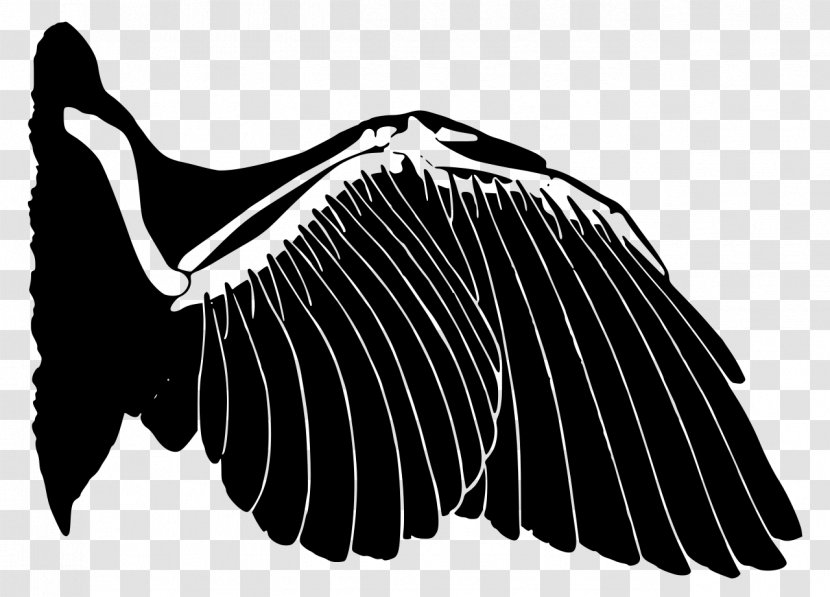 Bird Vertebrate Homology Convergent Evolution Wing - Monochrome - Feather Wings Transparent PNG