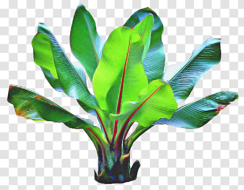 Palm Tree Background - Plant Stem - Houseplant Aquarium Decor Transparent PNG