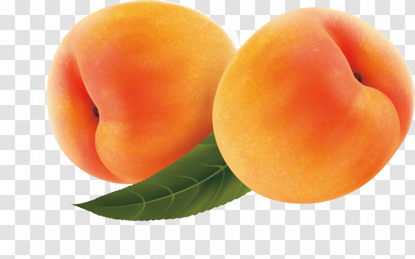 Fruit Apricot Peach - Orange Transparent PNG