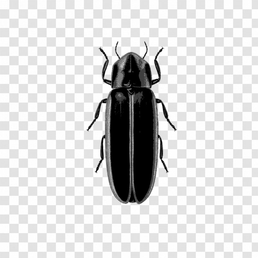 Insect West Lafayette Logansport Indianapolis Firefly Transparent PNG