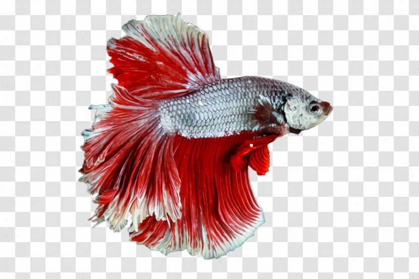 Red Fish Tail Goldfish Transparent PNG